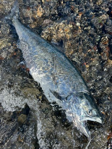 サクラマスの釣果