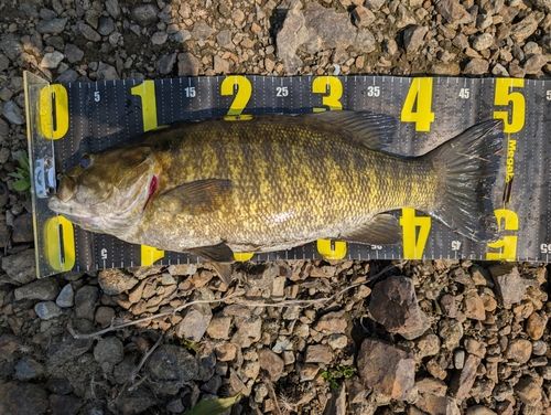 スモールマウスバスの釣果