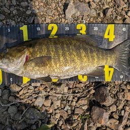 スモールマウスバス