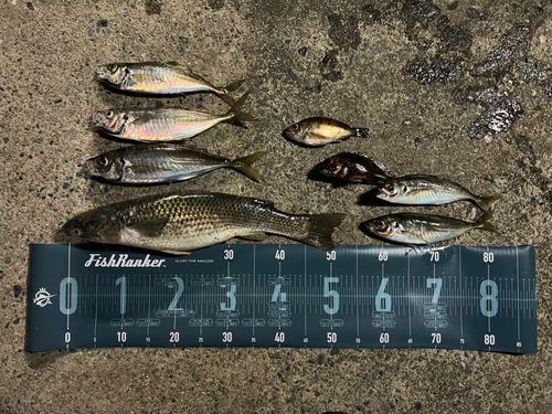 メナダの釣果