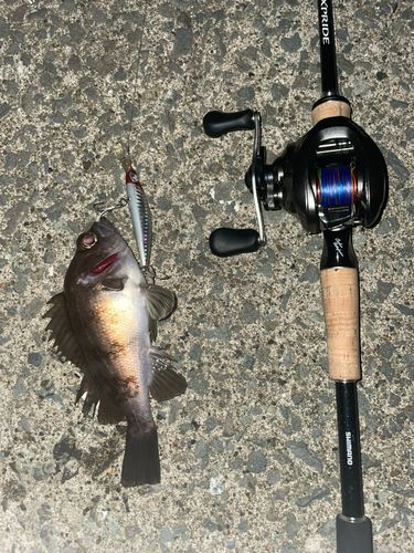 シロメバルの釣果