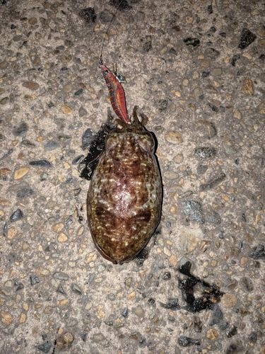 ハリイカの釣果