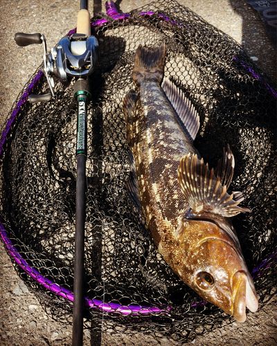 アイナメの釣果