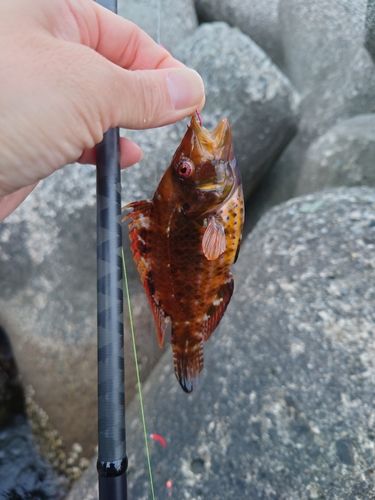 オハグロベラの釣果