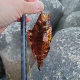 オハグロベラ