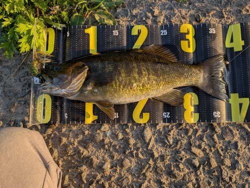 スモールマウスバスの釣果