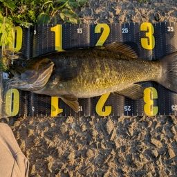 スモールマウスバス