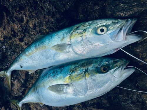 イナダの釣果