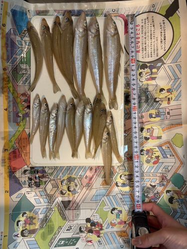 キスの釣果