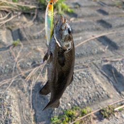 スモールマウスバス