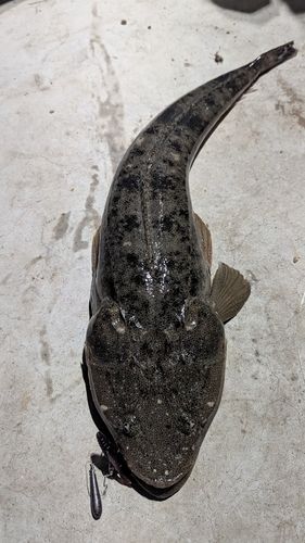 マゴチの釣果