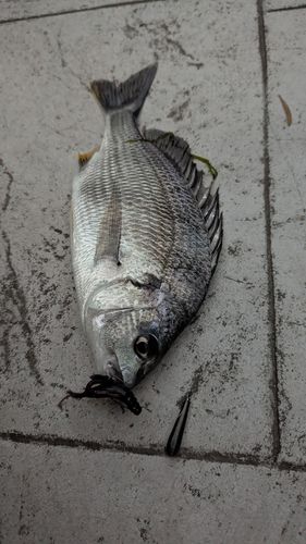 キビレの釣果