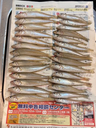 キスの釣果