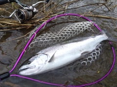 サクラマスの釣果