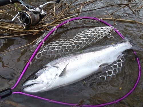 サクラマスの釣果