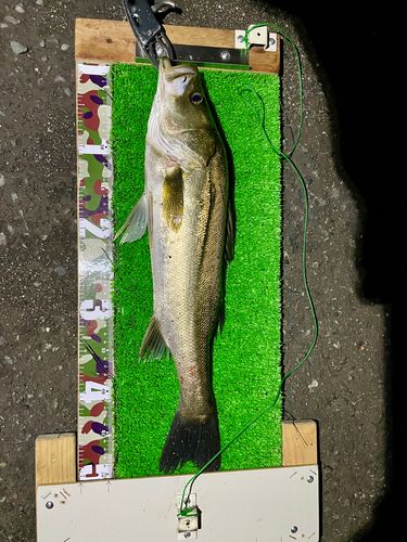 シーバスの釣果