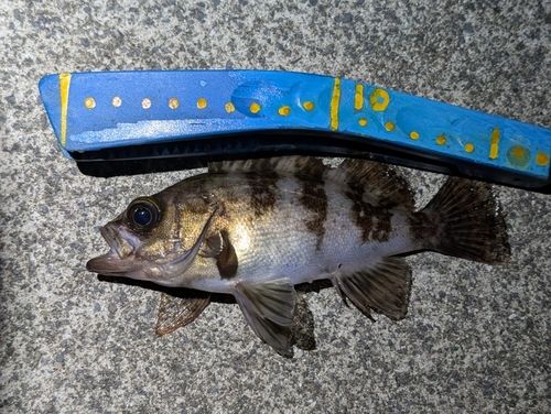 メバルの釣果