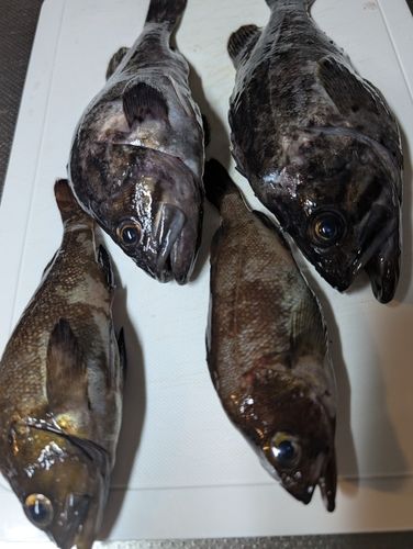 クロソイの釣果