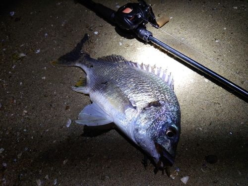 キビレの釣果