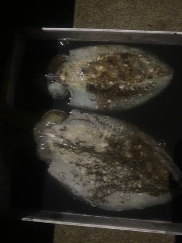コウイカの釣果