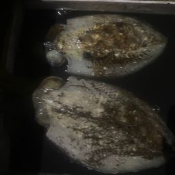 コウイカ