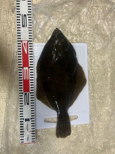 マコガレイの釣果