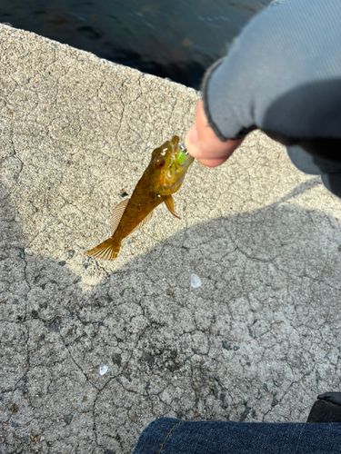 釣果