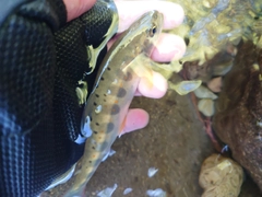 アマゴの釣果