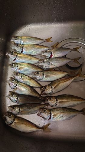 アジの釣果