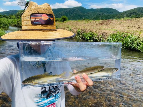 コアユの釣果