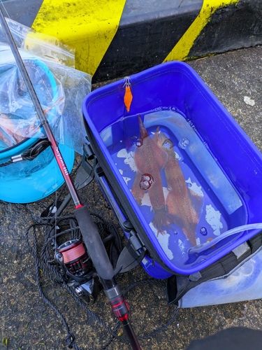 ヤリイカの釣果