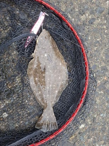 ソゲの釣果