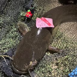 ナマズ