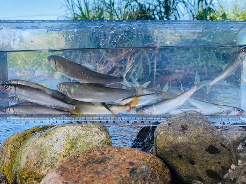 コアユの釣果
