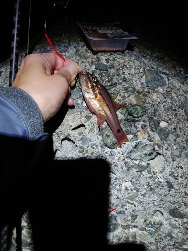 オオスジイシモチの釣果
