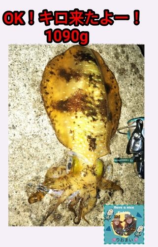 アオリイカの釣果