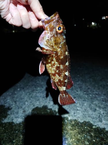 カサゴの釣果