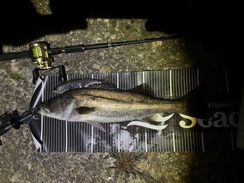 シーバスの釣果
