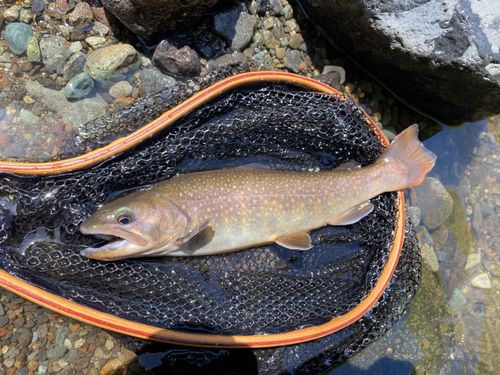 イワナの釣果
