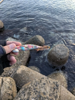 ネンブツダイの釣果