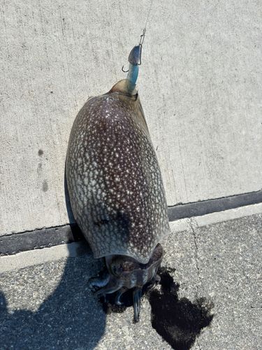 コウイカ