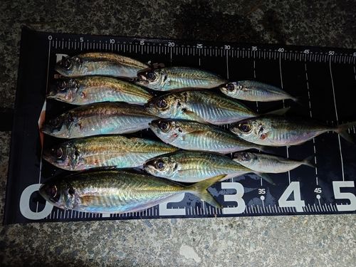 アジの釣果