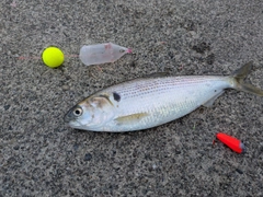 コノシロの釣果