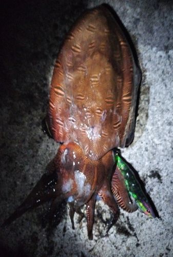 コウイカの釣果