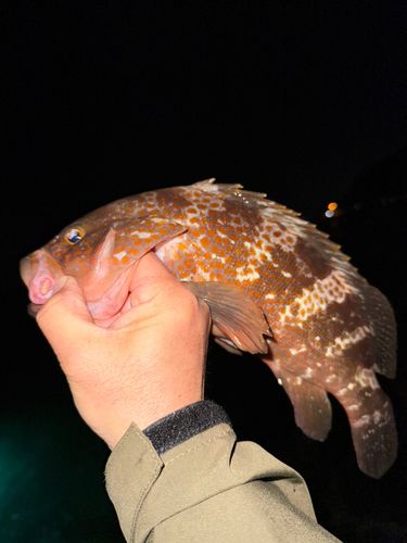 キジハタの釣果