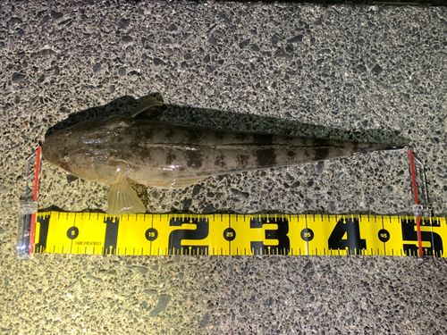マゴチの釣果