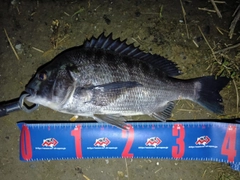 クロダイの釣果