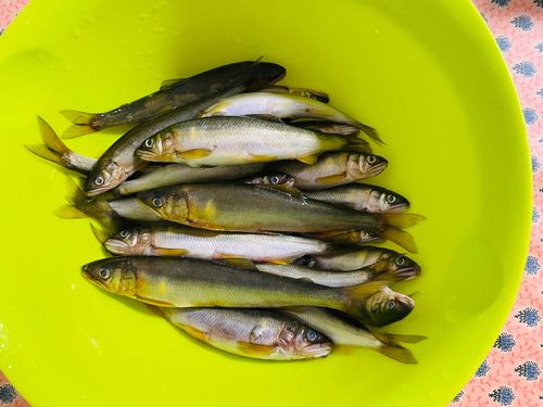 コアユの釣果