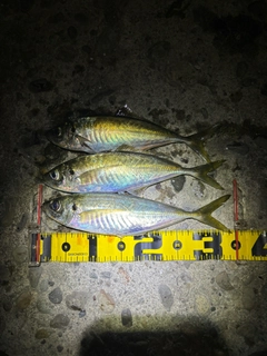 マアジの釣果