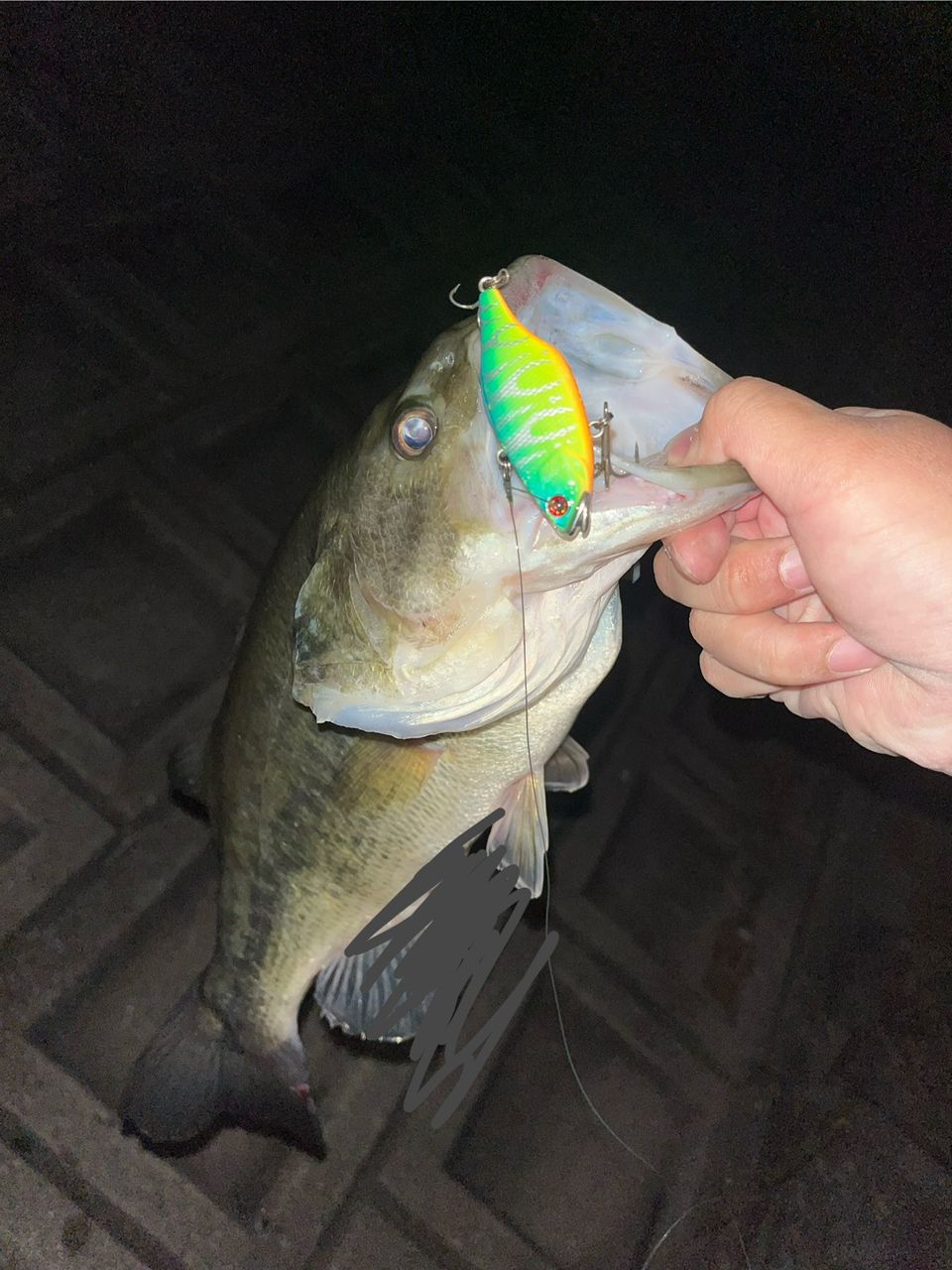 ブラックバス